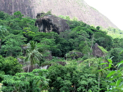 Chamaecostus cuspidatus