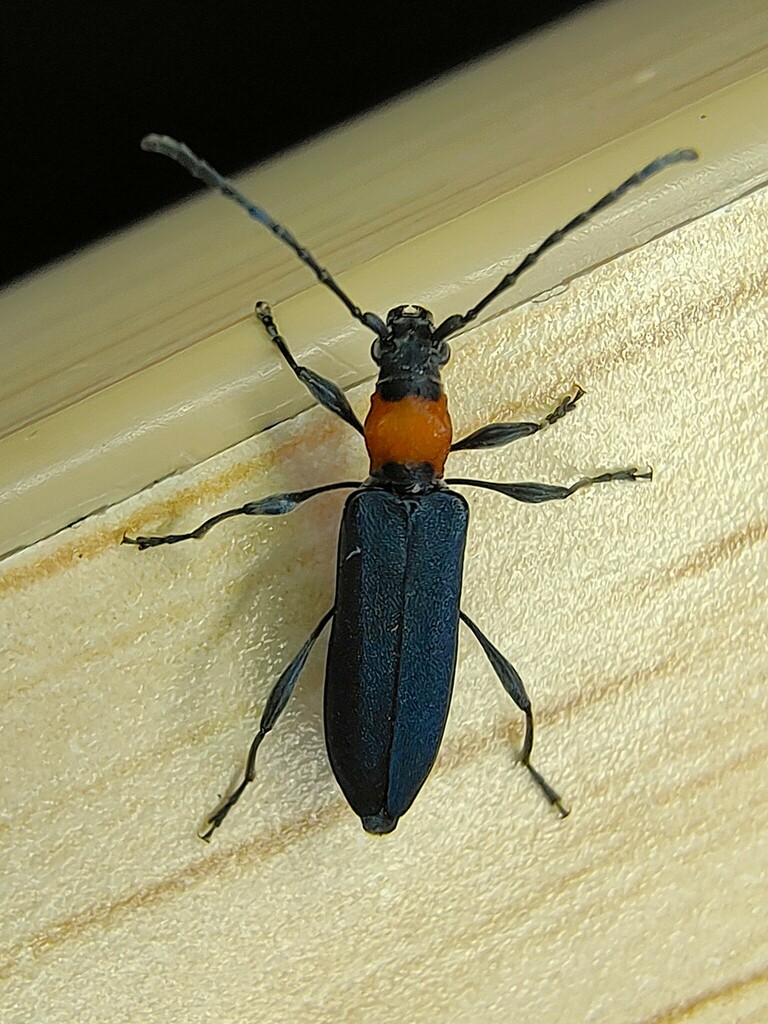 Dere reticulata from 中国云南省昆明市呈贡区 on May 10, 2024 at 11:30 PM by 山雀 ...