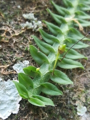 Dichaea neglecta