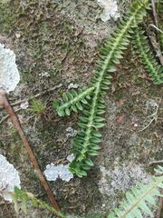 Dichaea neglecta