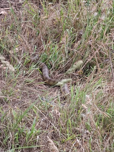 Tiger Snake sighting