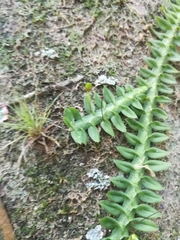 Dichaea neglecta