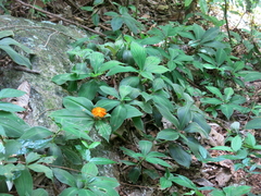 Chamaecostus cuspidatus