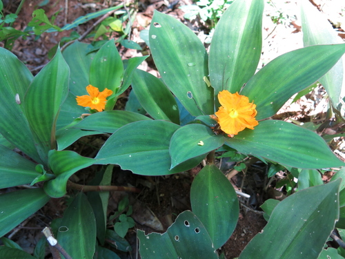 Costus igneus
