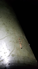 Ploiaria antipodum