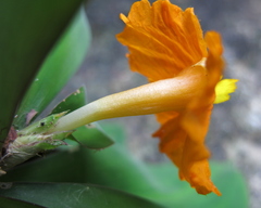 Chamaecostus cuspidatus