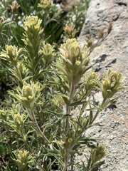 Castilleja nana