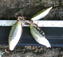 Chamaecostus cuspidatus