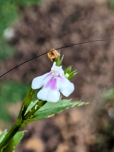 Image of Bonnaya ciliata by no rights reserved
