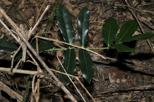 Image of Wilkiea macrophylla by (c) Greg Tasney, some rights reserved (CC BY-SA)