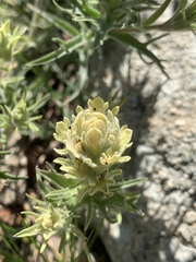 Castilleja nana