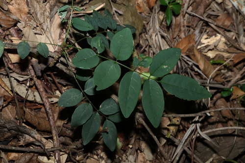 Image of Brachypterum involutum by (c) Greg Tasney, some rights reserved (CC BY-SA)