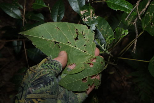 Image of Mallotus discolor by (c) Greg Tasney, some rights reserved (CC BY-SA)