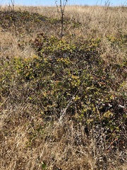 Arctostaphylos cruzensis