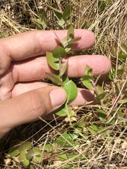 Arctostaphylos cruzensis