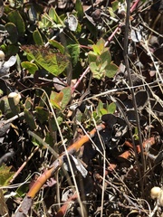 Arctostaphylos cruzensis