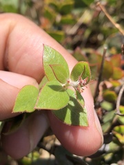 Arctostaphylos cruzensis