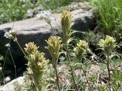 Castilleja nana