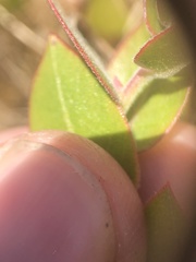 Arctostaphylos cruzensis
