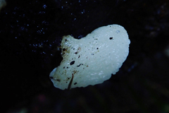 Favolaschia pustulosa