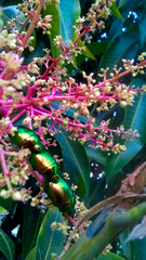 Scarabaeidae