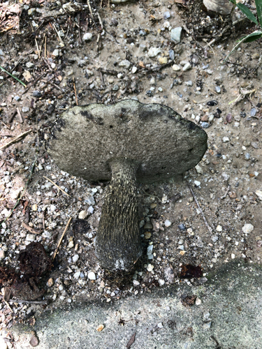Retiboletus nigerrimus