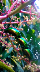 Scarabaeidae