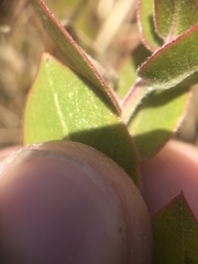 Arctostaphylos cruzensis