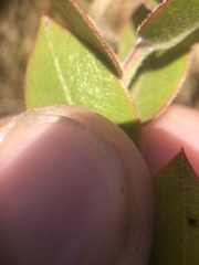 Arctostaphylos cruzensis