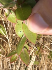 Arctostaphylos cruzensis