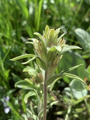 Castilleja nana