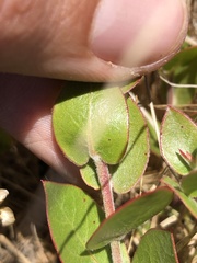 Arctostaphylos cruzensis