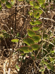 Arctostaphylos cruzensis