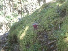 Carpodacus formosanus