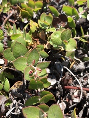 Arctostaphylos cruzensis