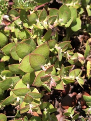 Arctostaphylos cruzensis