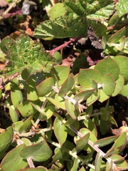 Arctostaphylos cruzensis