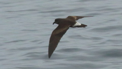 Hydrobates socorroensis