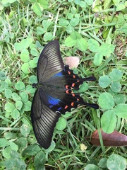 Papilio dehaanii