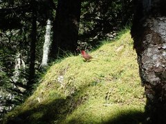 Carpodacus formosanus