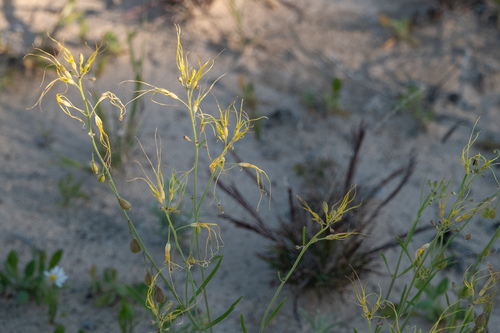 Stenopetalum nutans, 2024-08-02