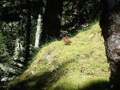 Carpodacus formosanus