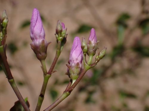 Pentopetia grevei