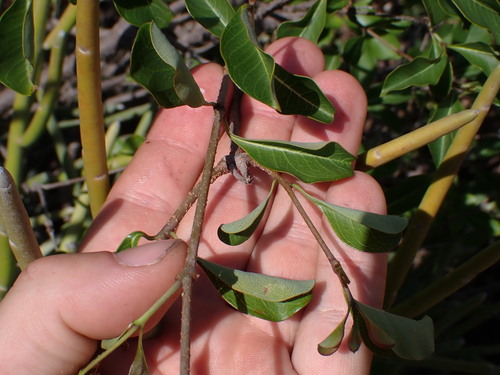 Pentopetia grevei