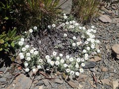 Anaphalis nepalensis