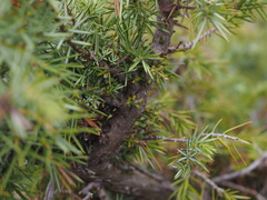 Arceuthobium oxycedri, photograph (c) Augustin Soulard, some rights reserved (CC BY)