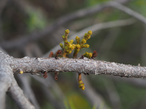 Arceuthobium oxycedri, photograph 5