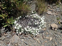 Anaphalis nepalensis