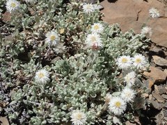 Anaphalis nepalensis