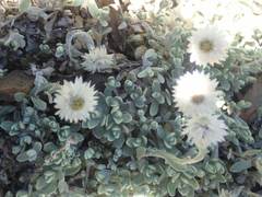 Anaphalis nepalensis